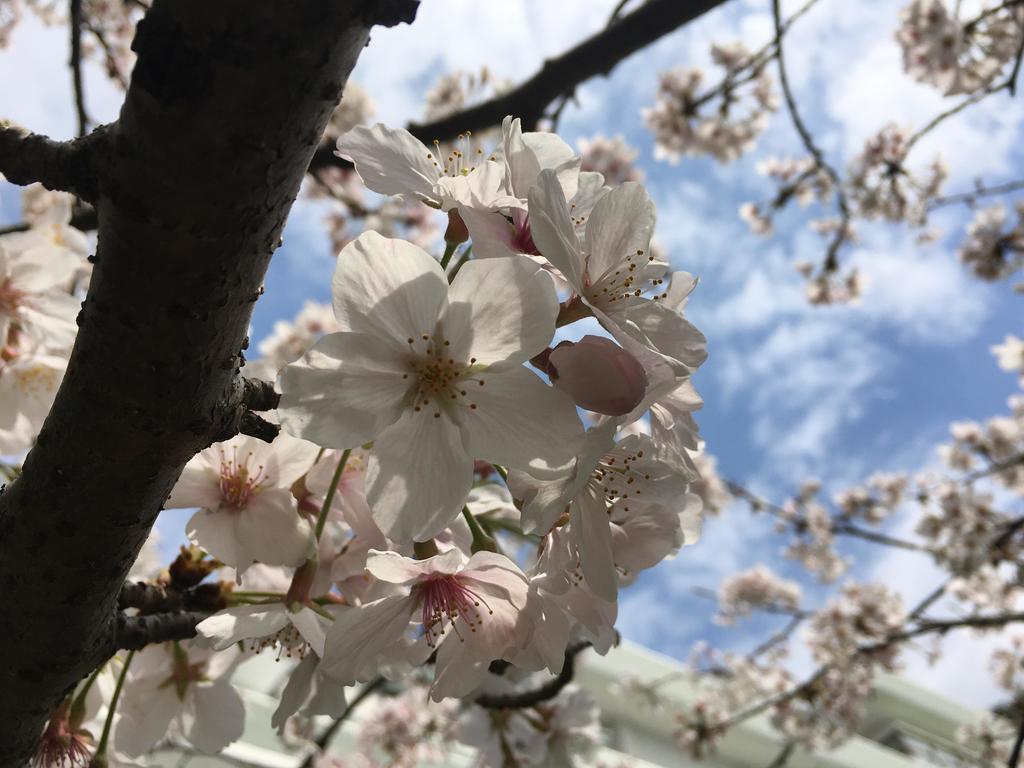 Dogashima Onsen Hotel Nishiizu Eksteriør billede